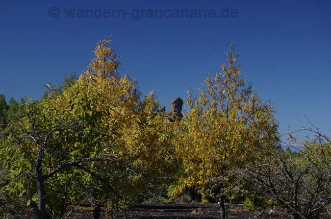 Herbst am Roque Nublo